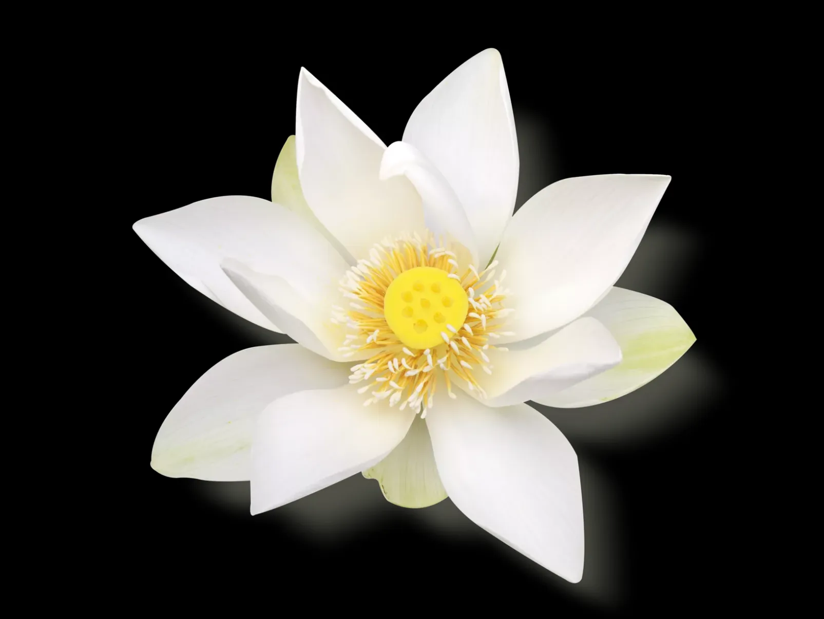 Rituals Luxurious Scent Booster & Softener in 2