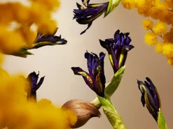 Rituals Orris Mimosa Refill Fragrance Sticks