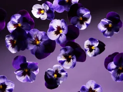 Rituals Smooth Violet Refill Fragrance Sticks